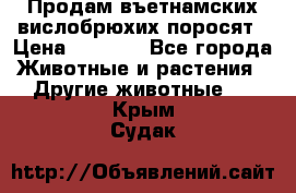 Продам въетнамских вислобрюхих поросят › Цена ­ 2 500 - Все города Животные и растения » Другие животные   . Крым,Судак